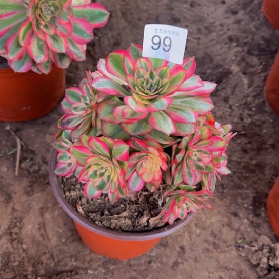 倾城1号棚99多肉植物