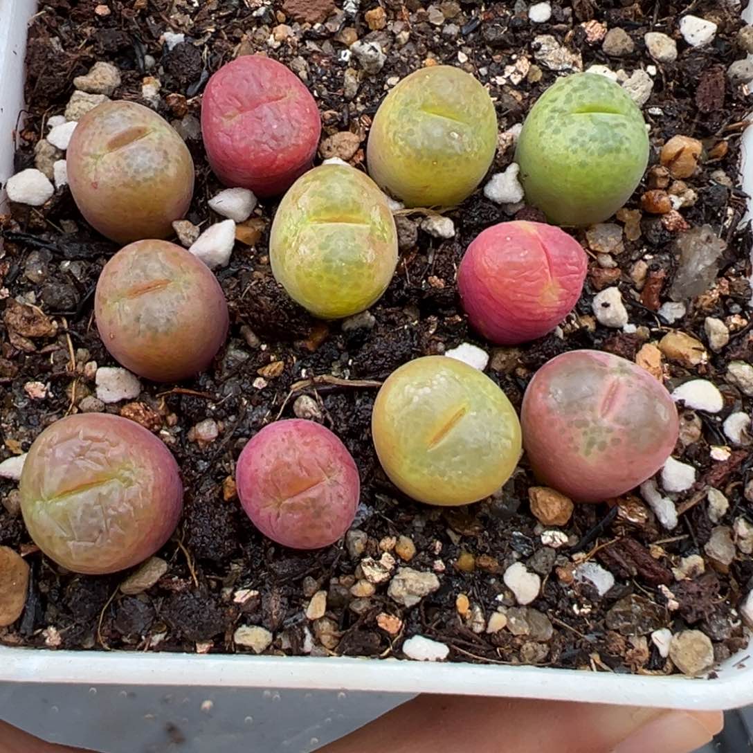 1.22好看的多肉242