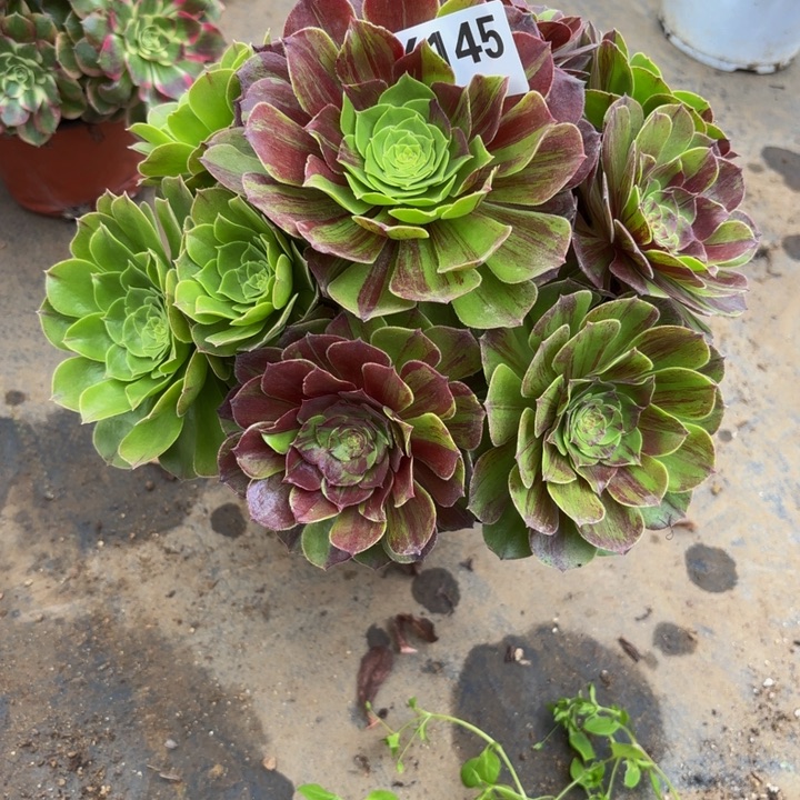 瑞妈多肉园艺，145花月夜，