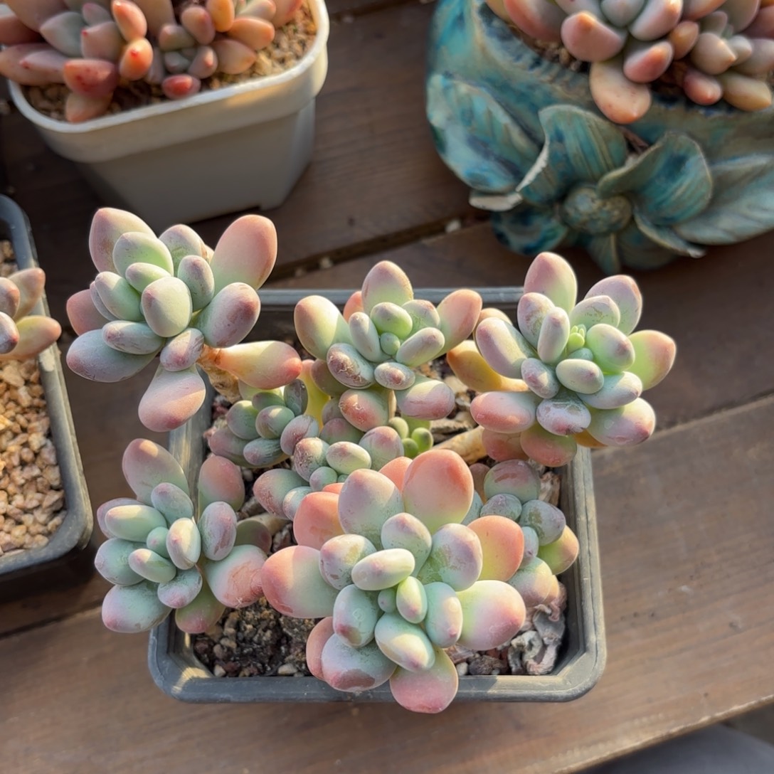 无花朵苹果奶11111