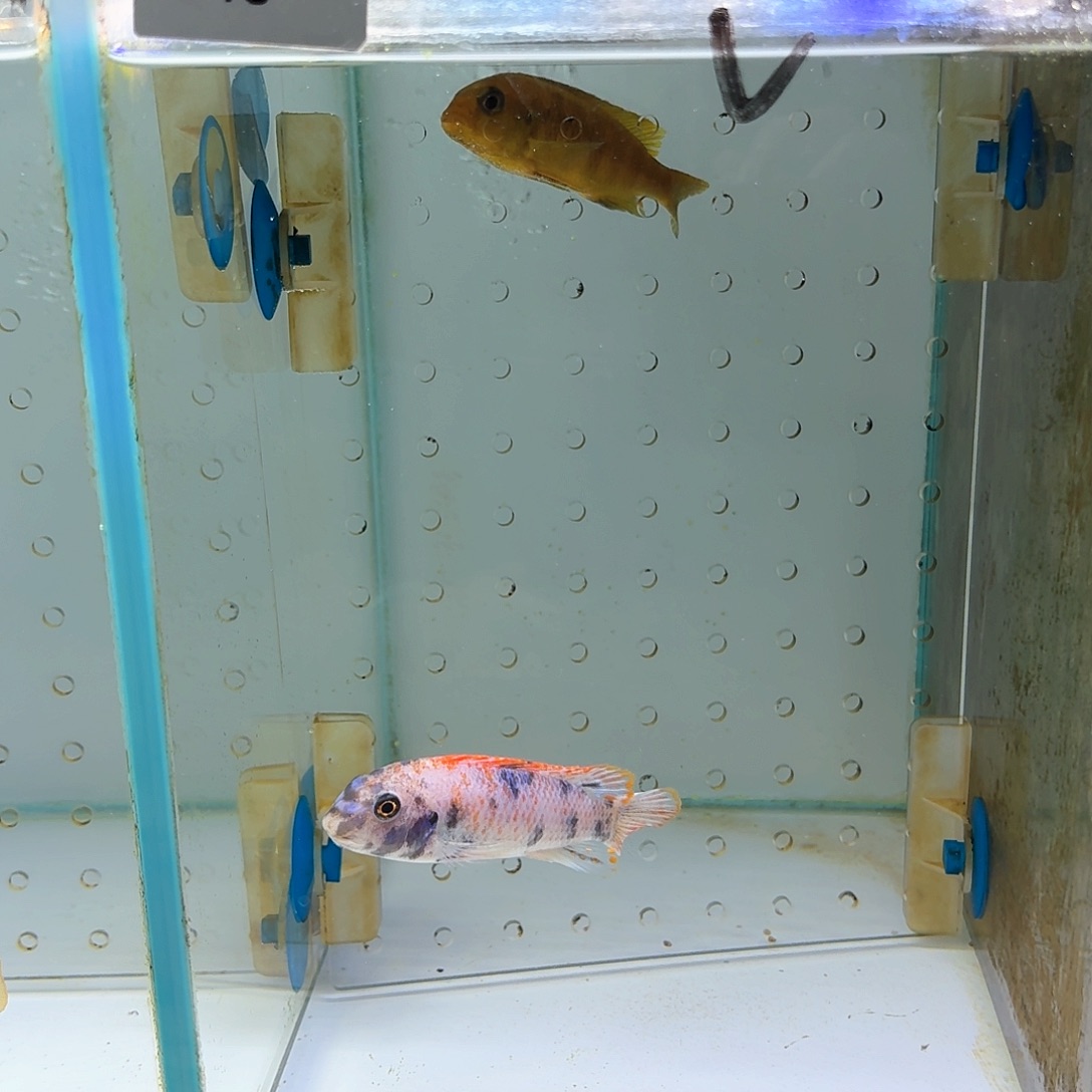 陈***海水鱼松比西白体红花，蓝花，两条18.45