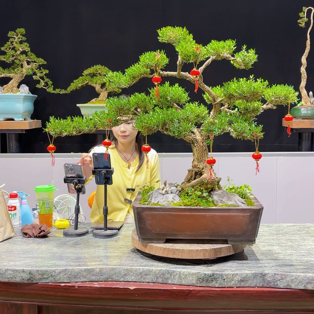 四季常青老桩黄杨盆景