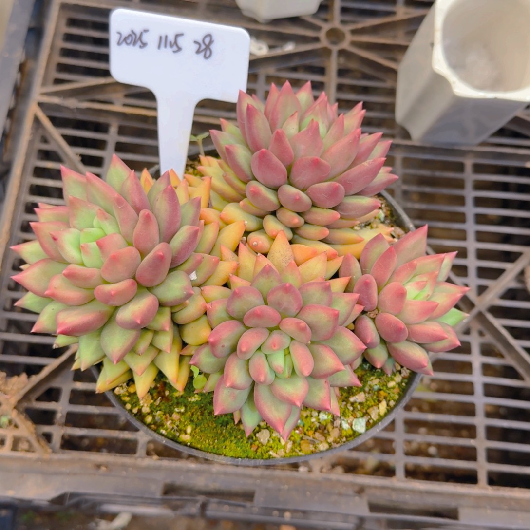 忆***肉一物一拍母本米其林28