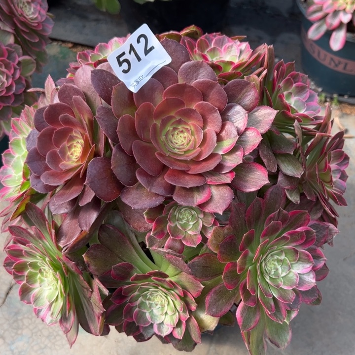 512莲花25厘米左右