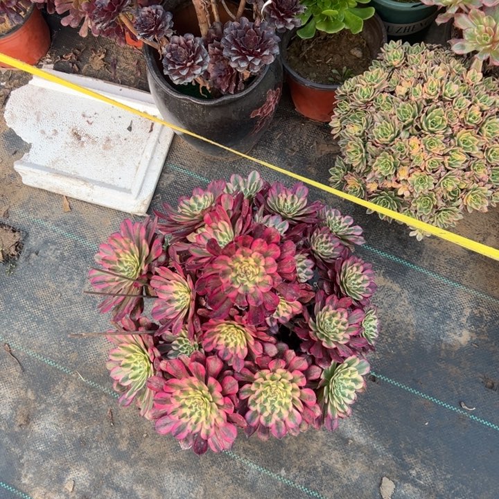  16多肉多肉多肉多肉多肉