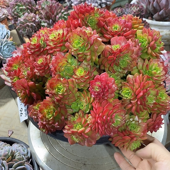 小七夕多肉泡泡玫瑰96