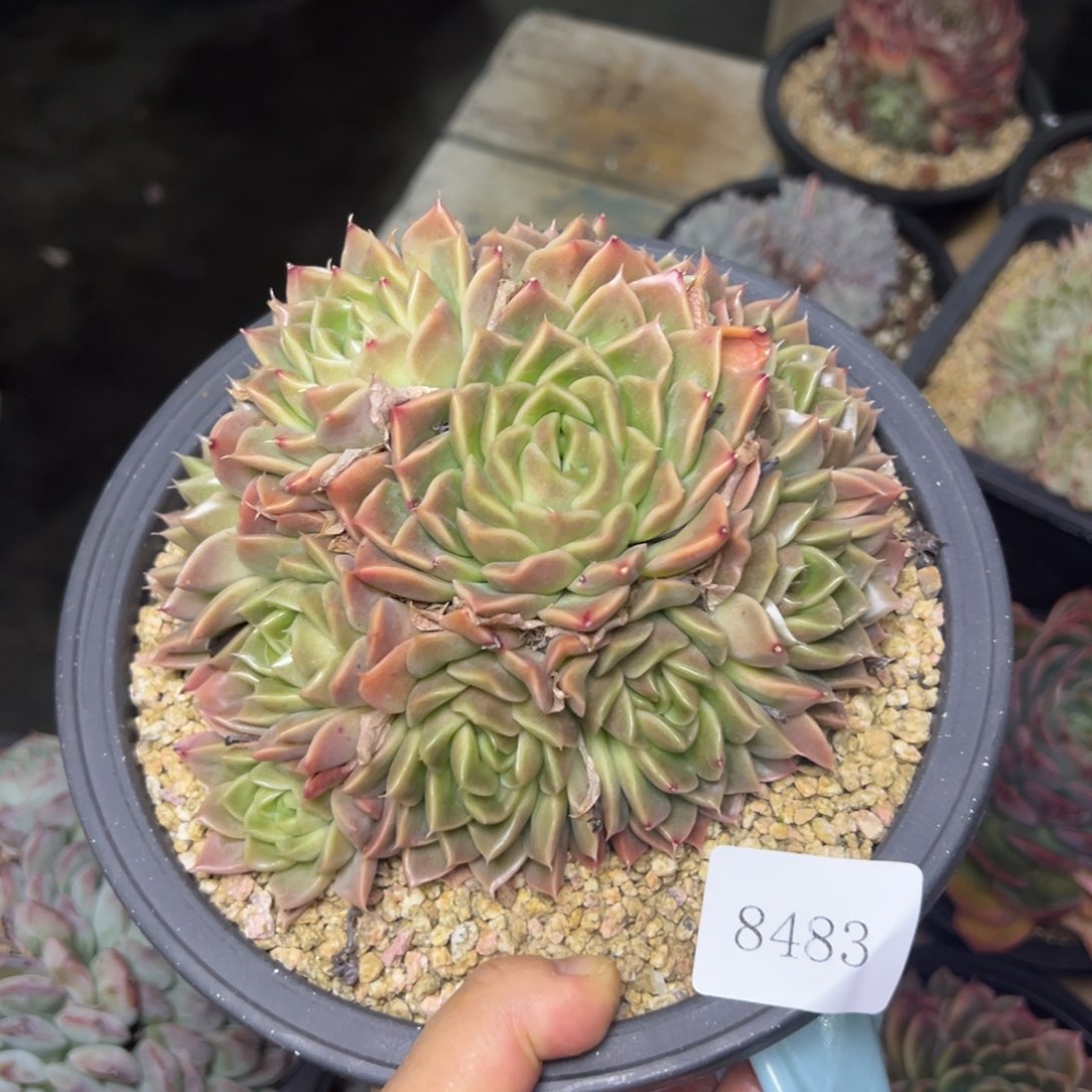 桃**女8483肉多么多么多么肉