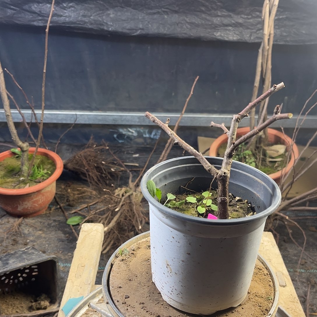 江***杰无花朵漂亮好看好看