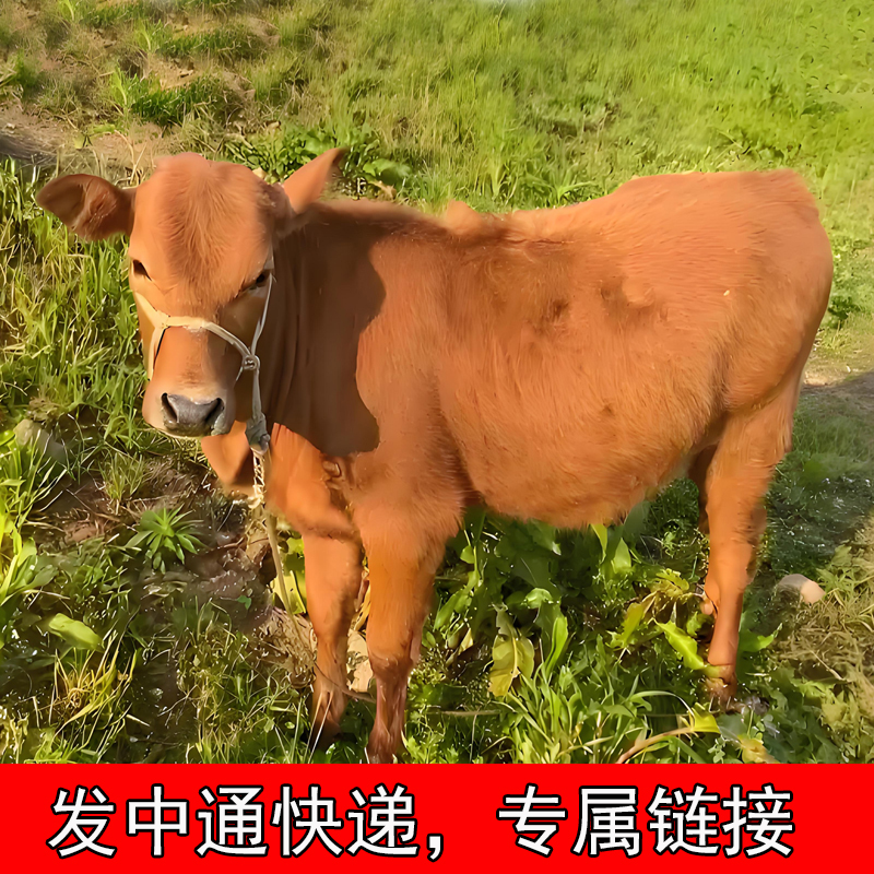 贵州带皮小黄牛（一称一价） 直播间重量为准。中通快递包邮
