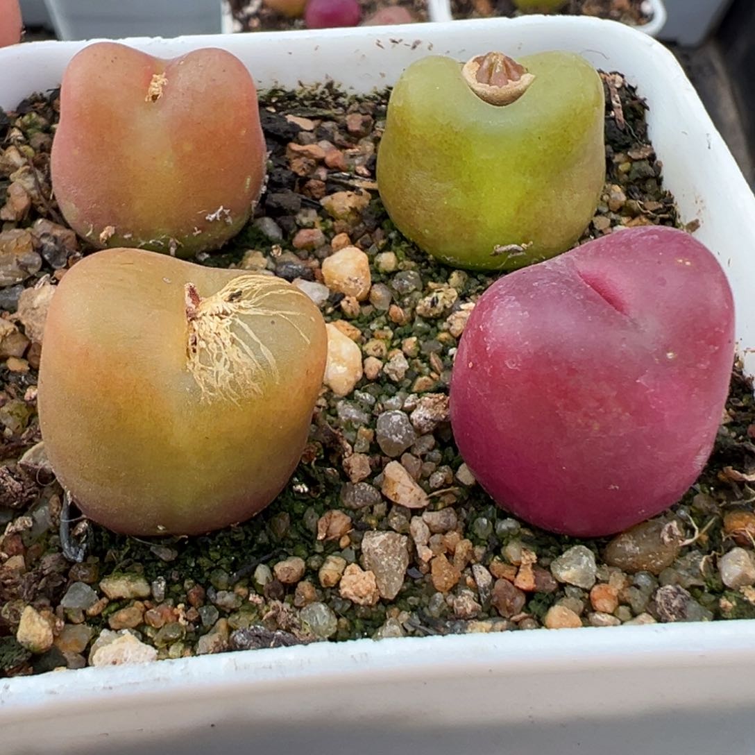 2.16好看的多肉922