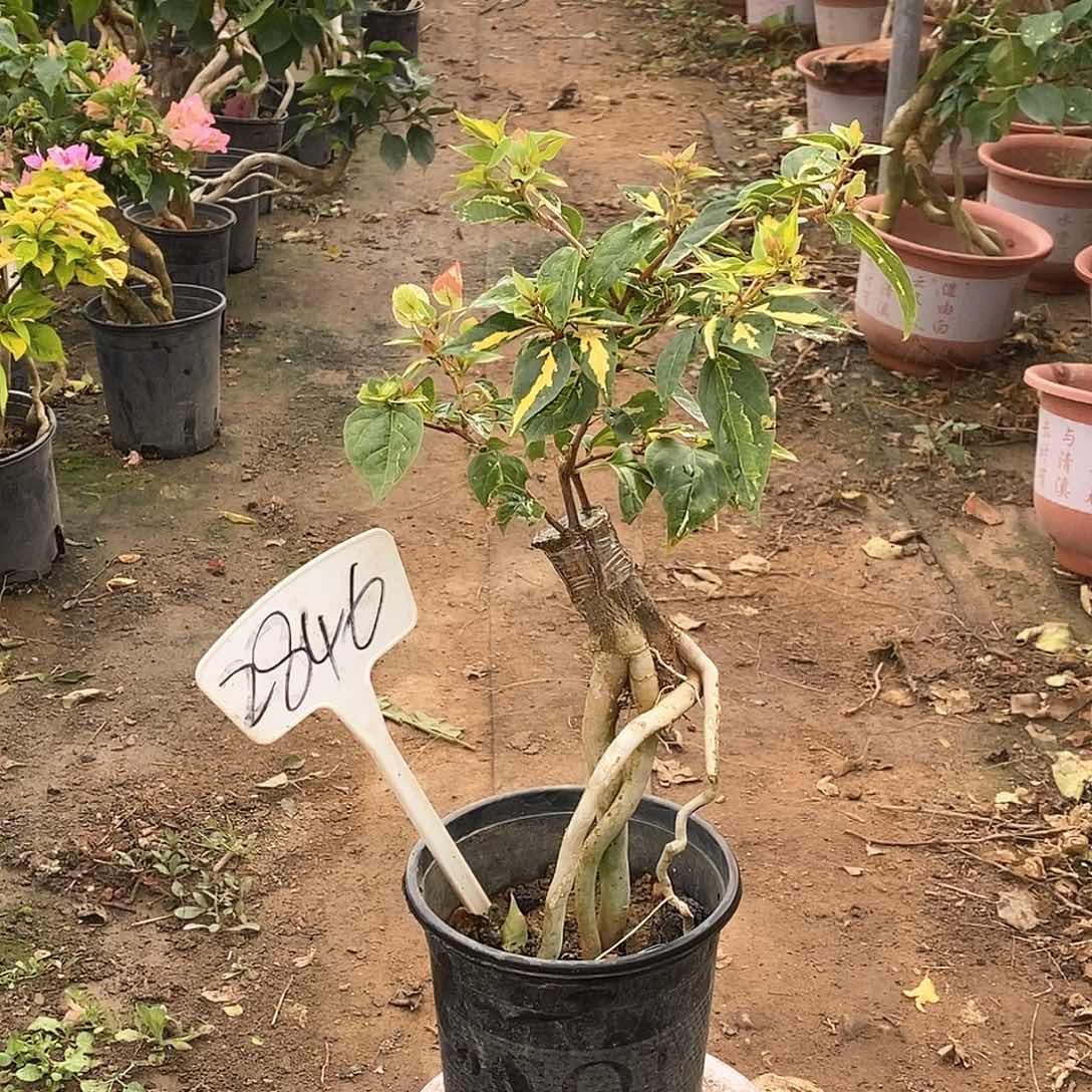 大部分开放少量花苞橙白2846