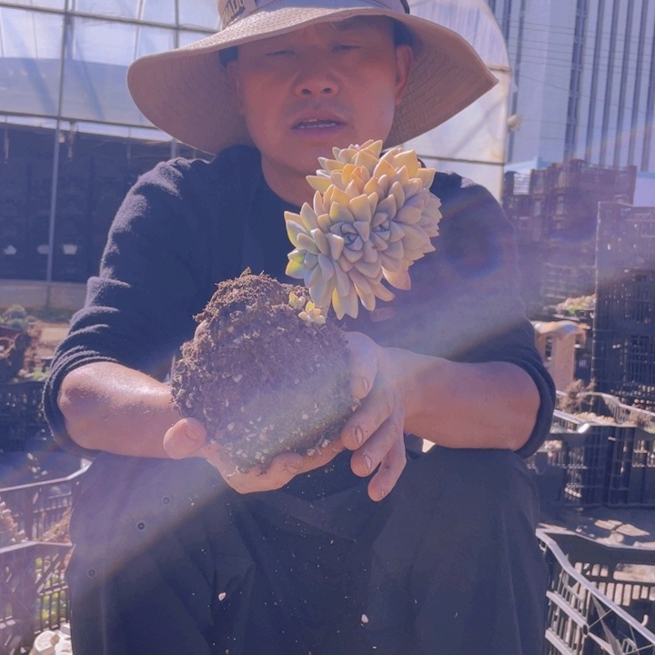 183淡雪缀化一物一拍