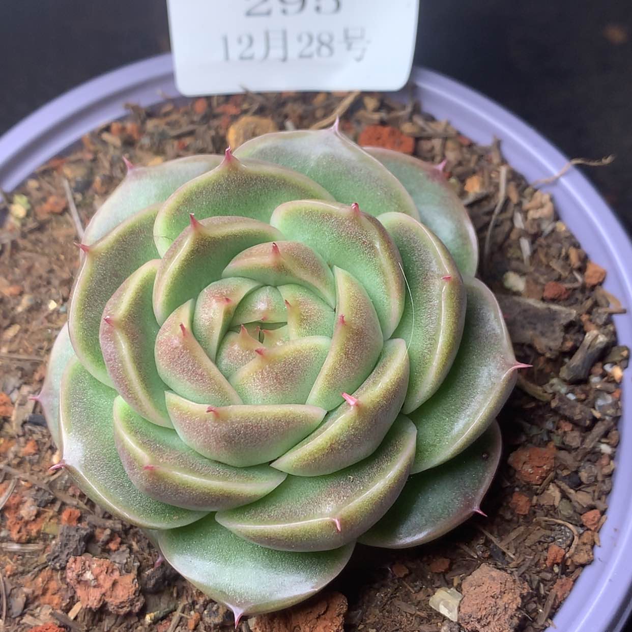 【闪购商品】云295号麦秆