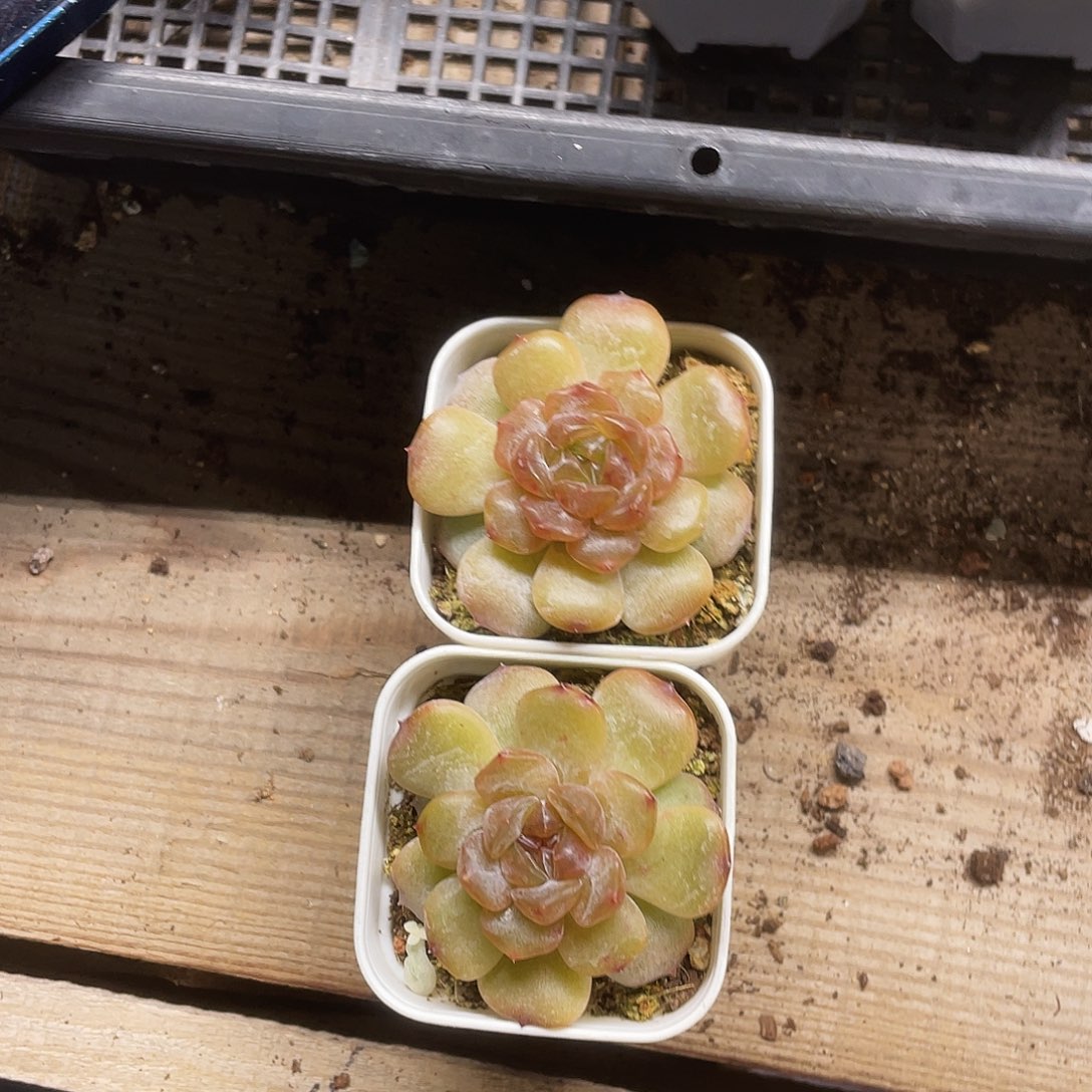 红恋盆一个满25包邮