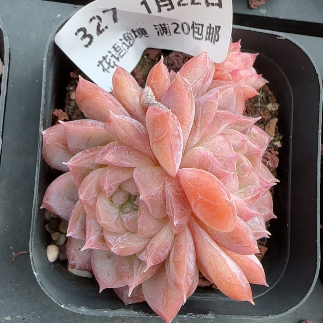 花语逸境0122-327