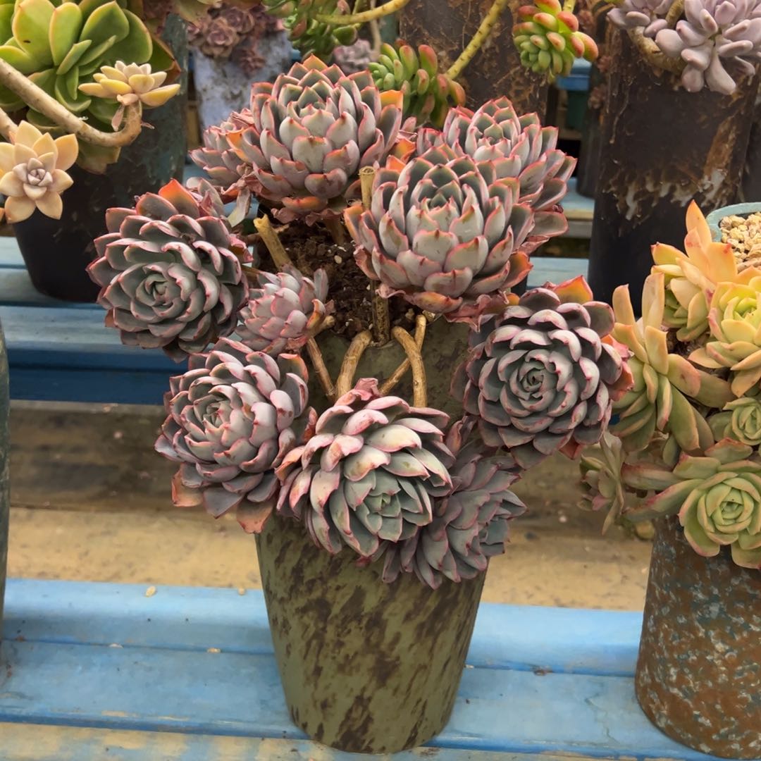 精品赫拉悬崖 裸根