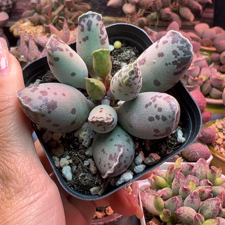 彩***虹            海豹。      