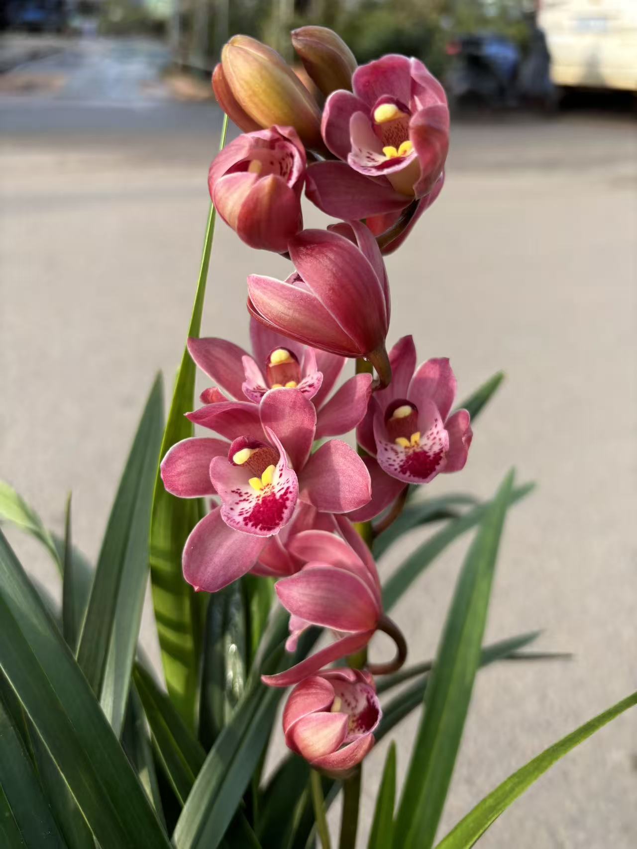 老黑家的【201小粉仙】惠兰 年宵花室内好养易活绿植盆栽