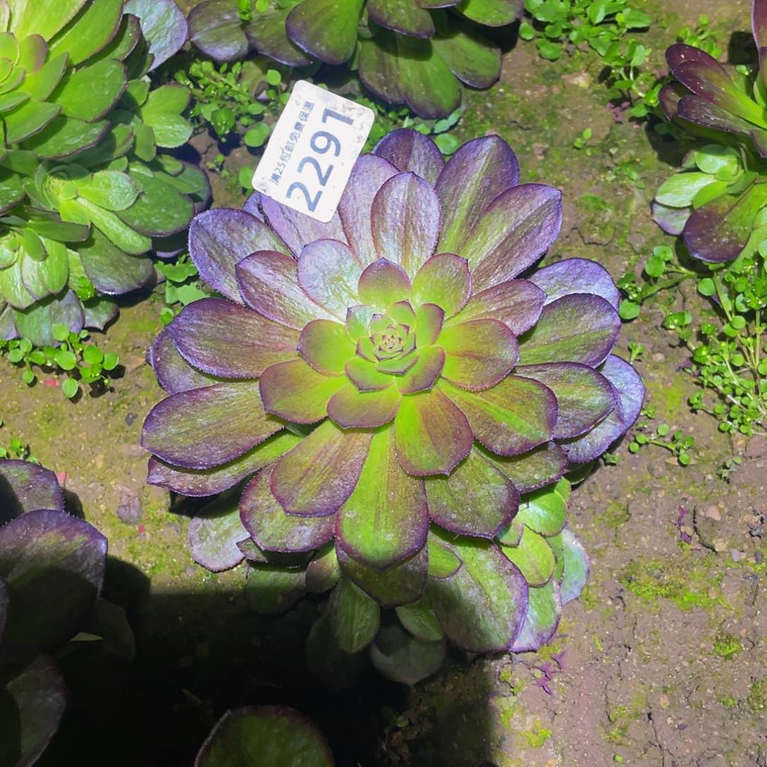 2291花月夜多肉植物