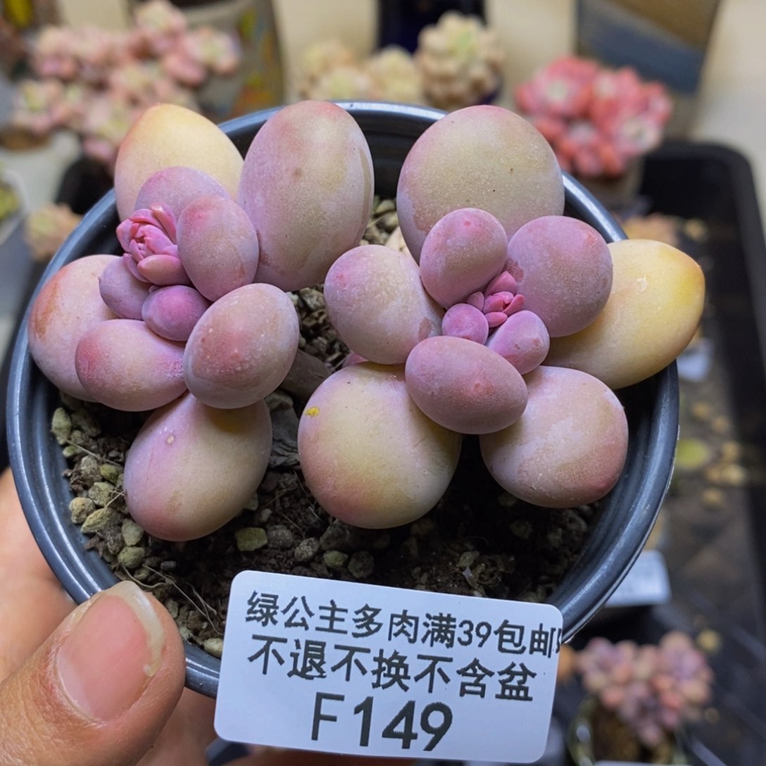 149蛋黄奶多肉6c m