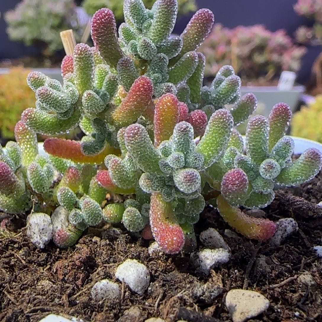 dy1050实生冰晶（摸仙彩石）