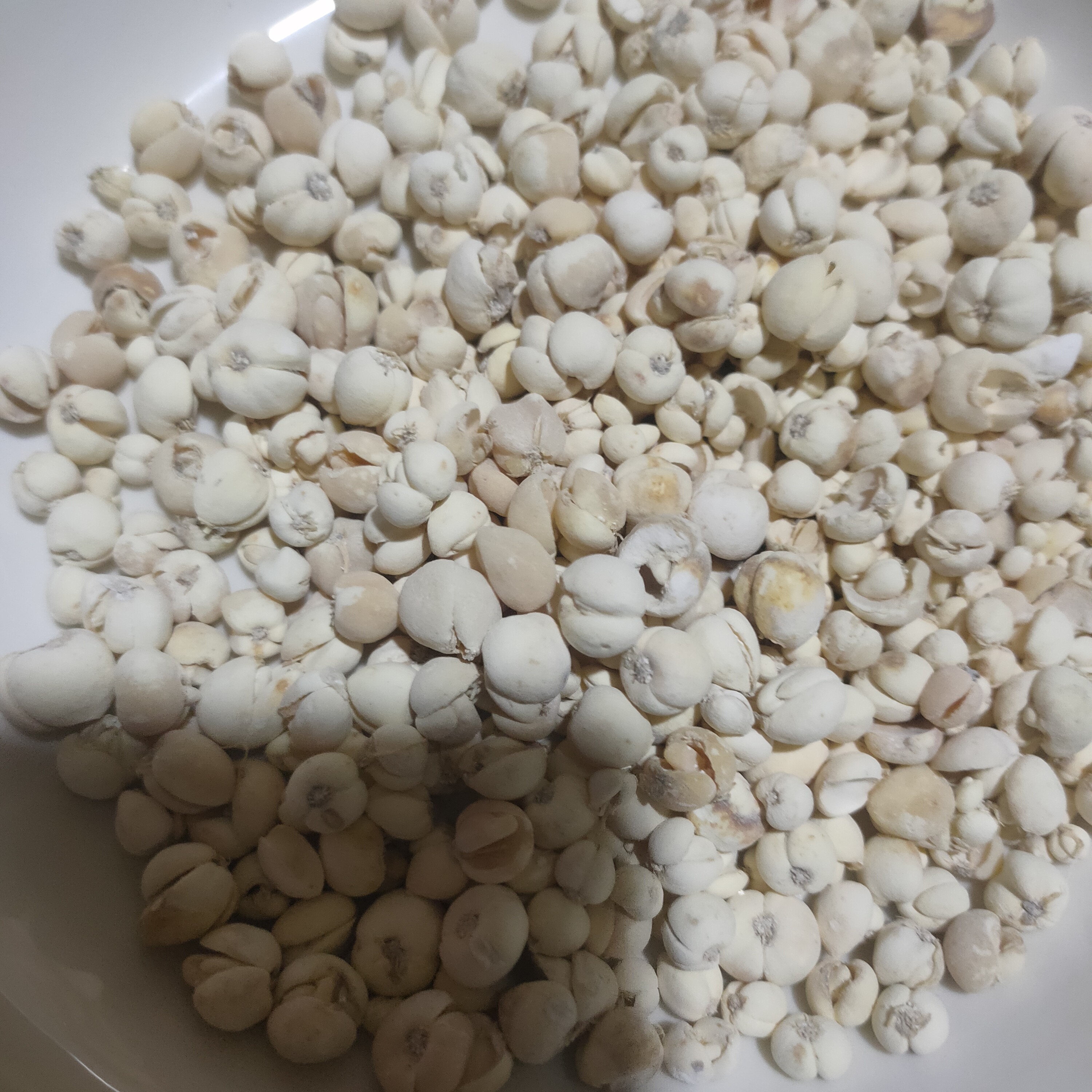 甘肃高原贝母可煲汤泡水