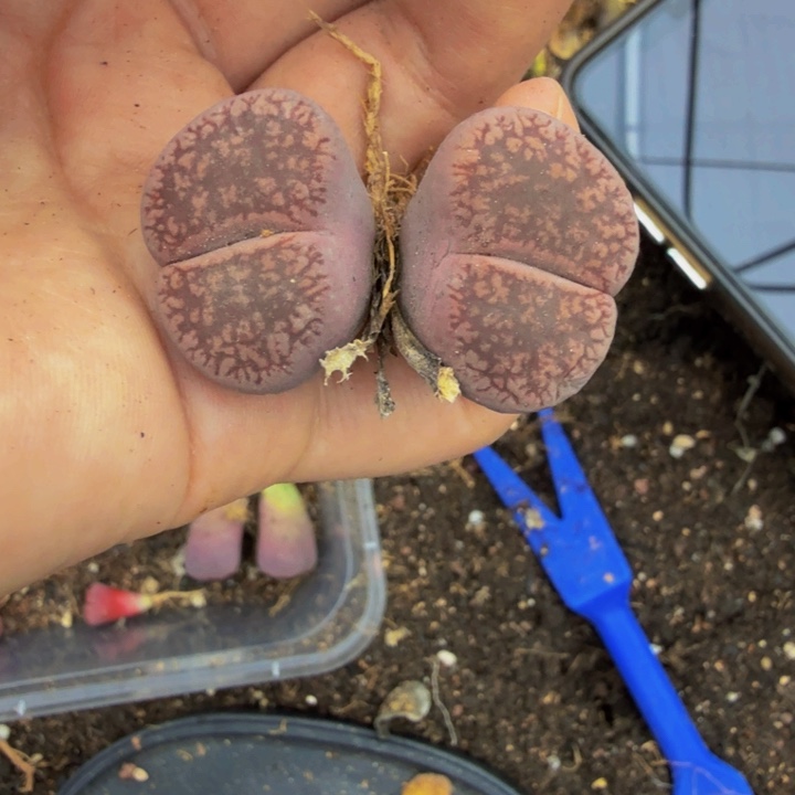 一***╮多肉葡萄干和水果茶96