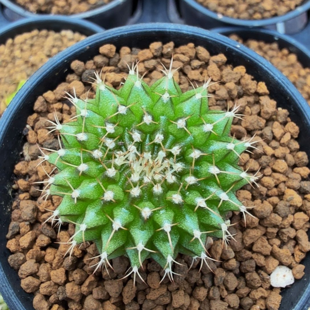 当前无花朵，栽培后可花朵