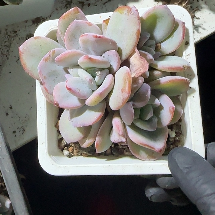 青蛙王子儿童牙膏11