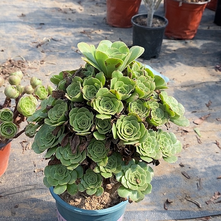 绿羊绒多肉植物039