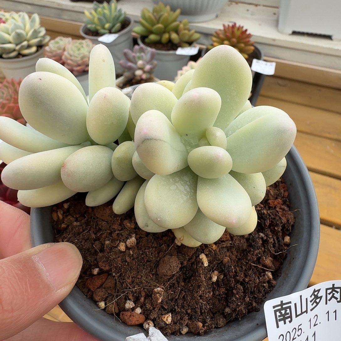 美人杂111111211-111