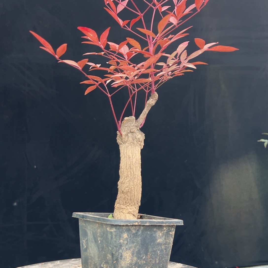 不开花植物000000029