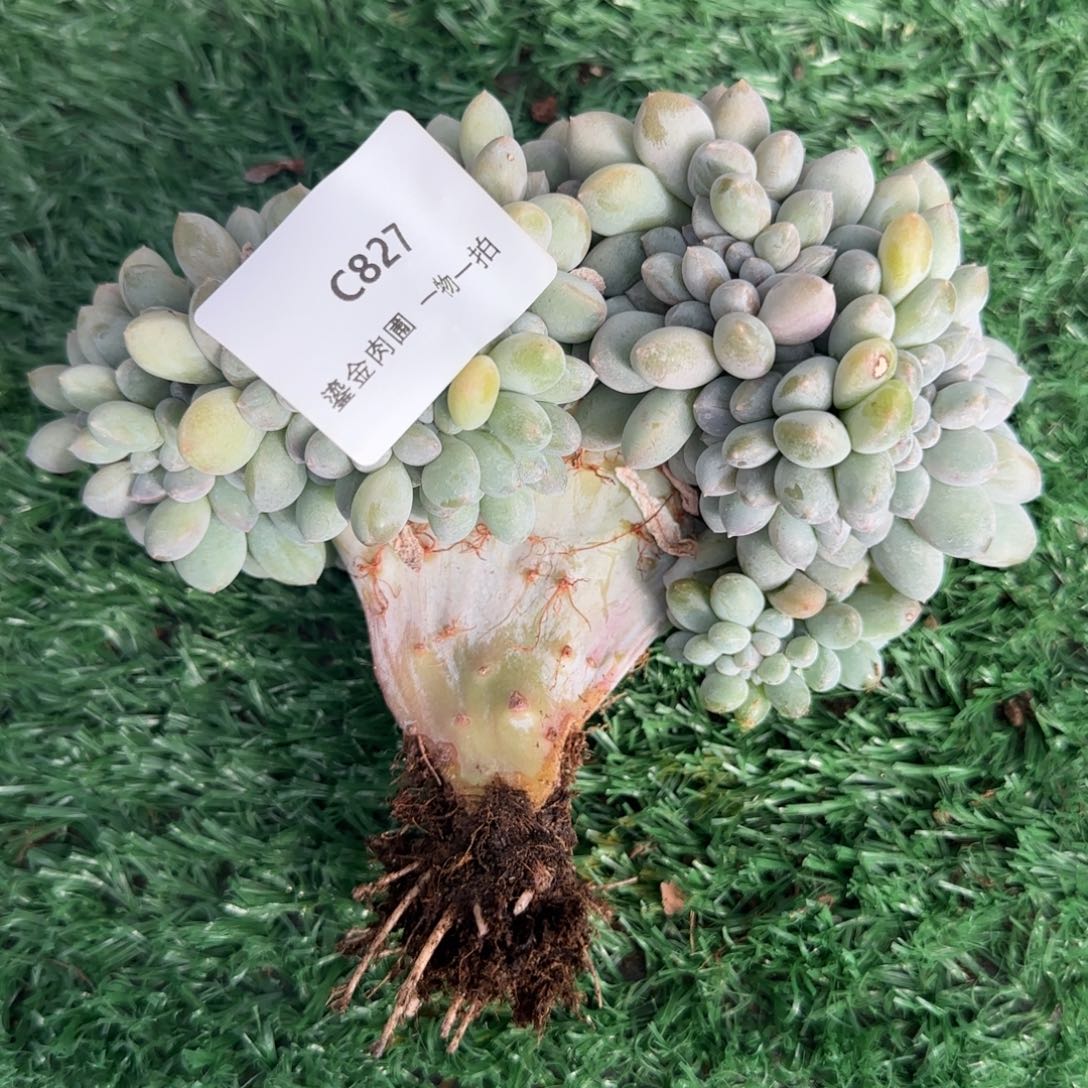 ゛****C827奶糖缀       