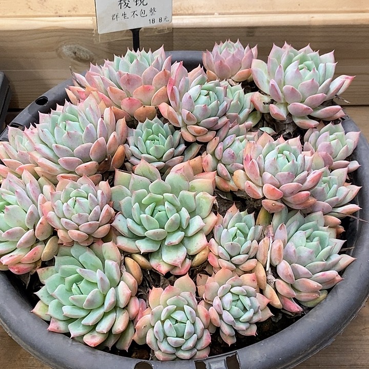 100。棱镜。群生不包整。