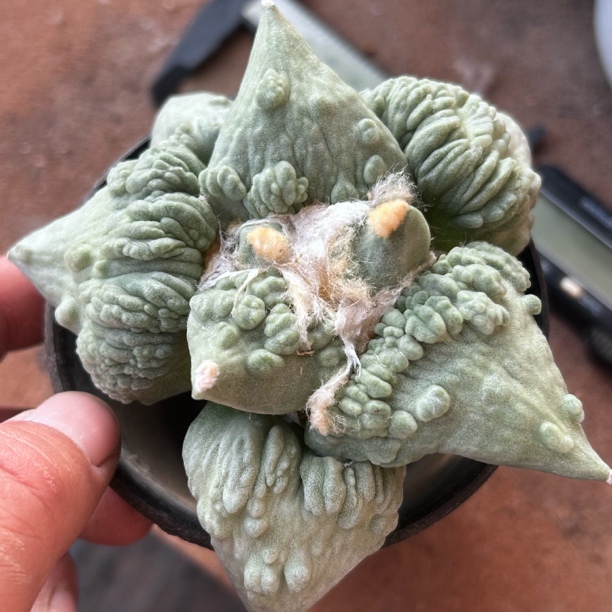 园艺仙人球/牡丹/实生大型怒涛10cm/s206