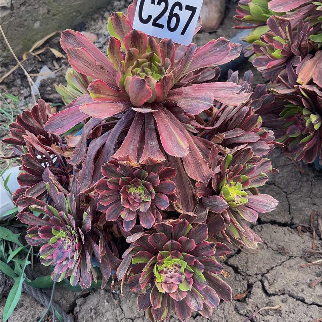 粉黛法师14-49包邮