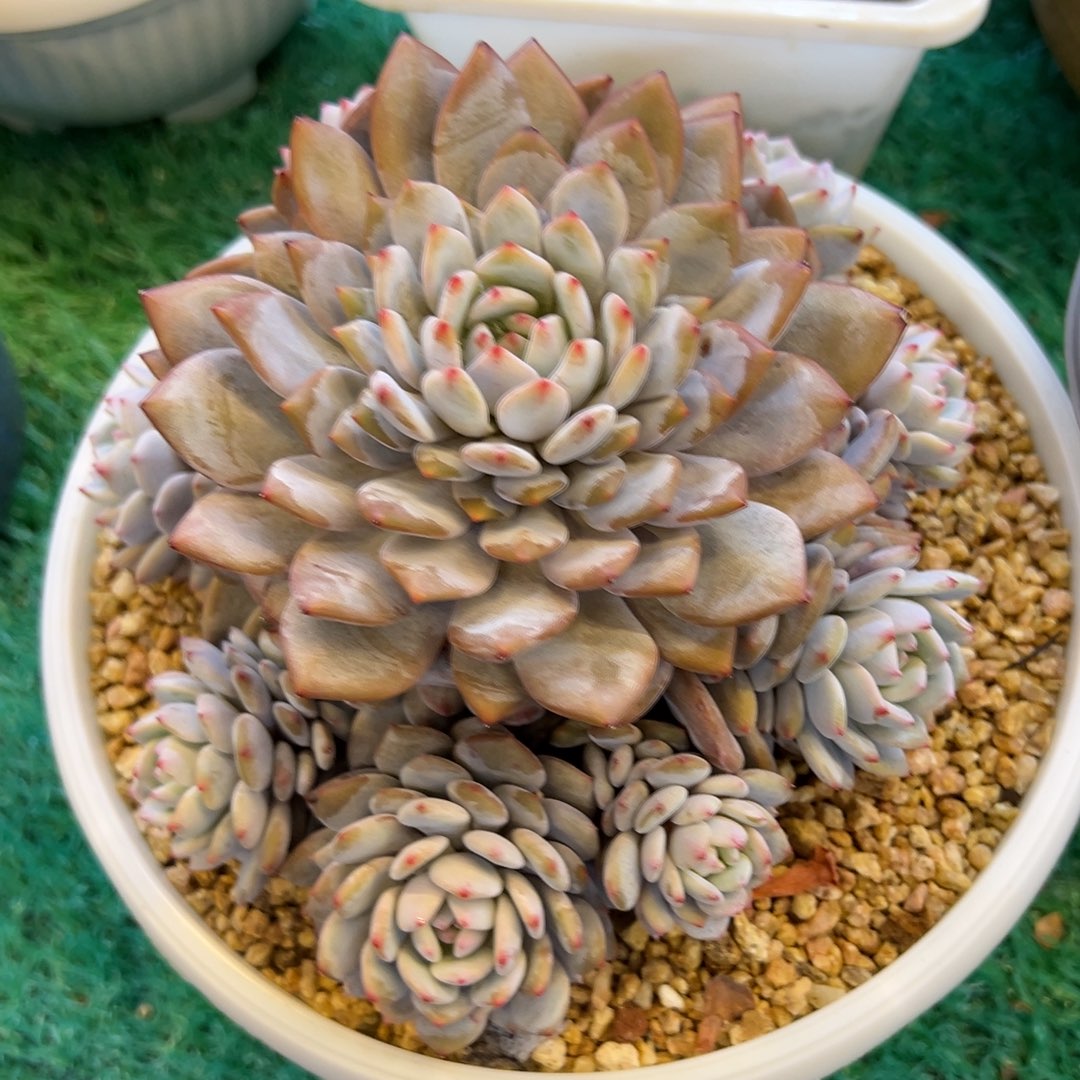 星星橙，，，，，，，，，，，，，，，