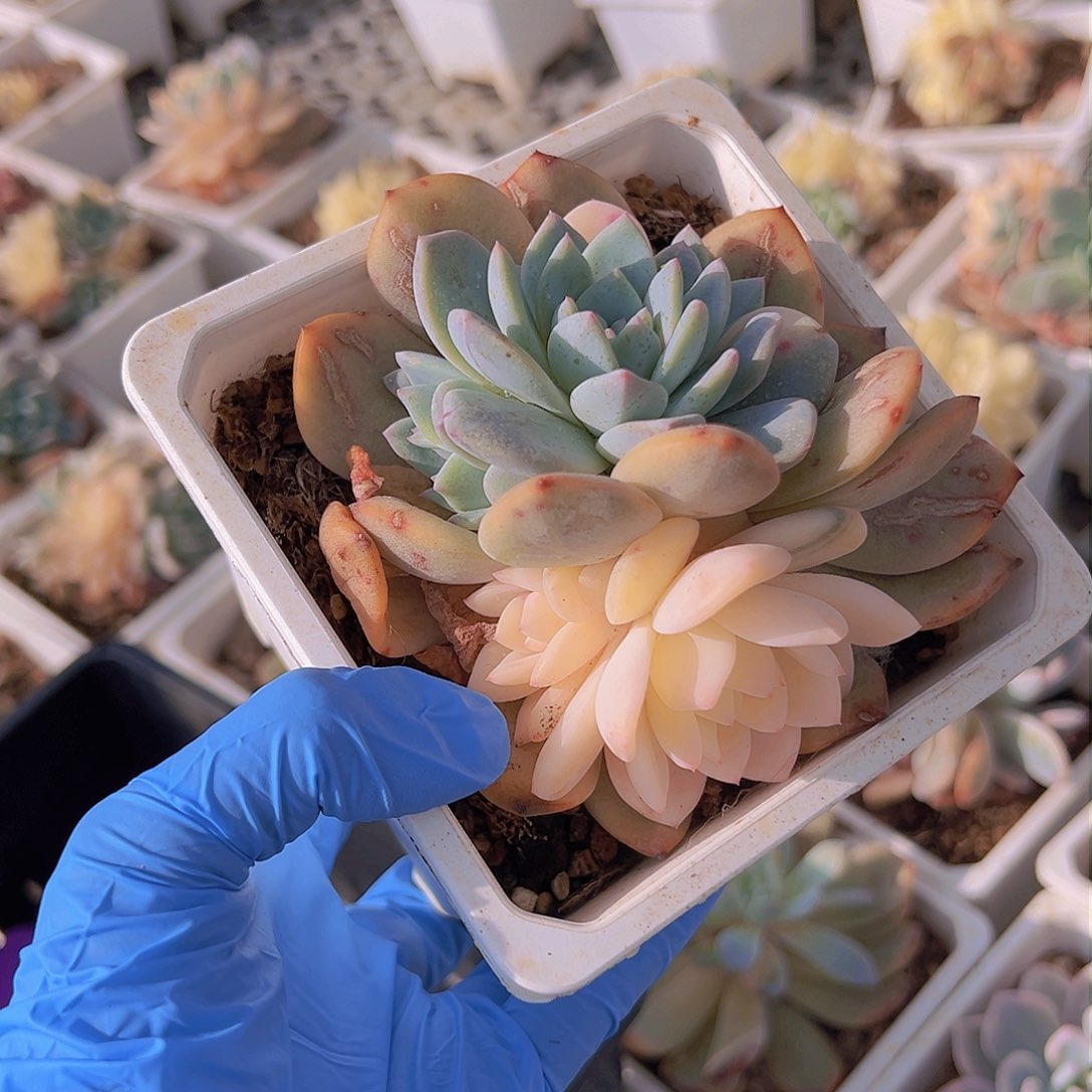 橙梦露锦底座，介意慎拍