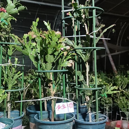 无花朵黄金色大头一物一拍