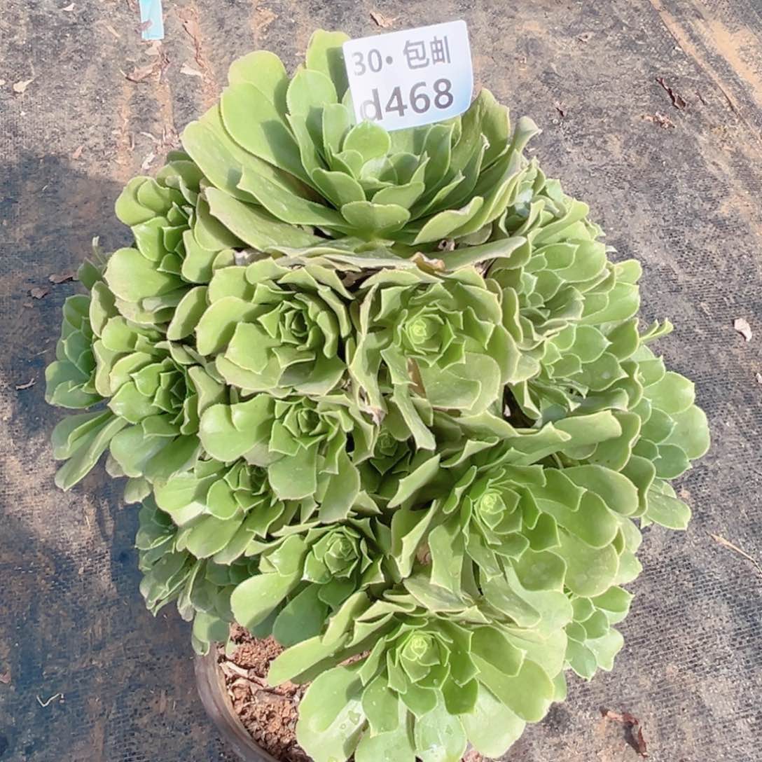 468绿杨蓉多肉法师