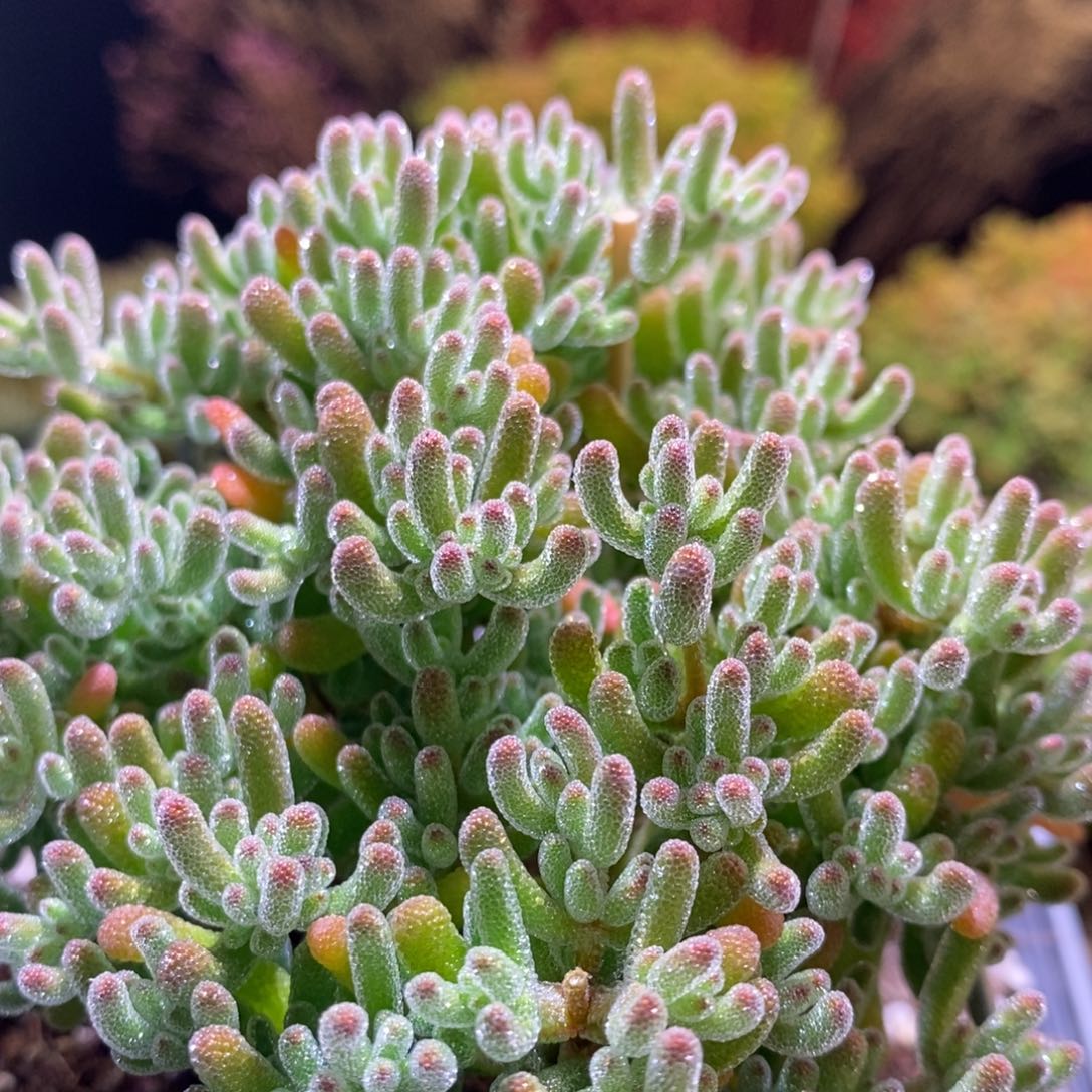 冰晶枝干番杏930