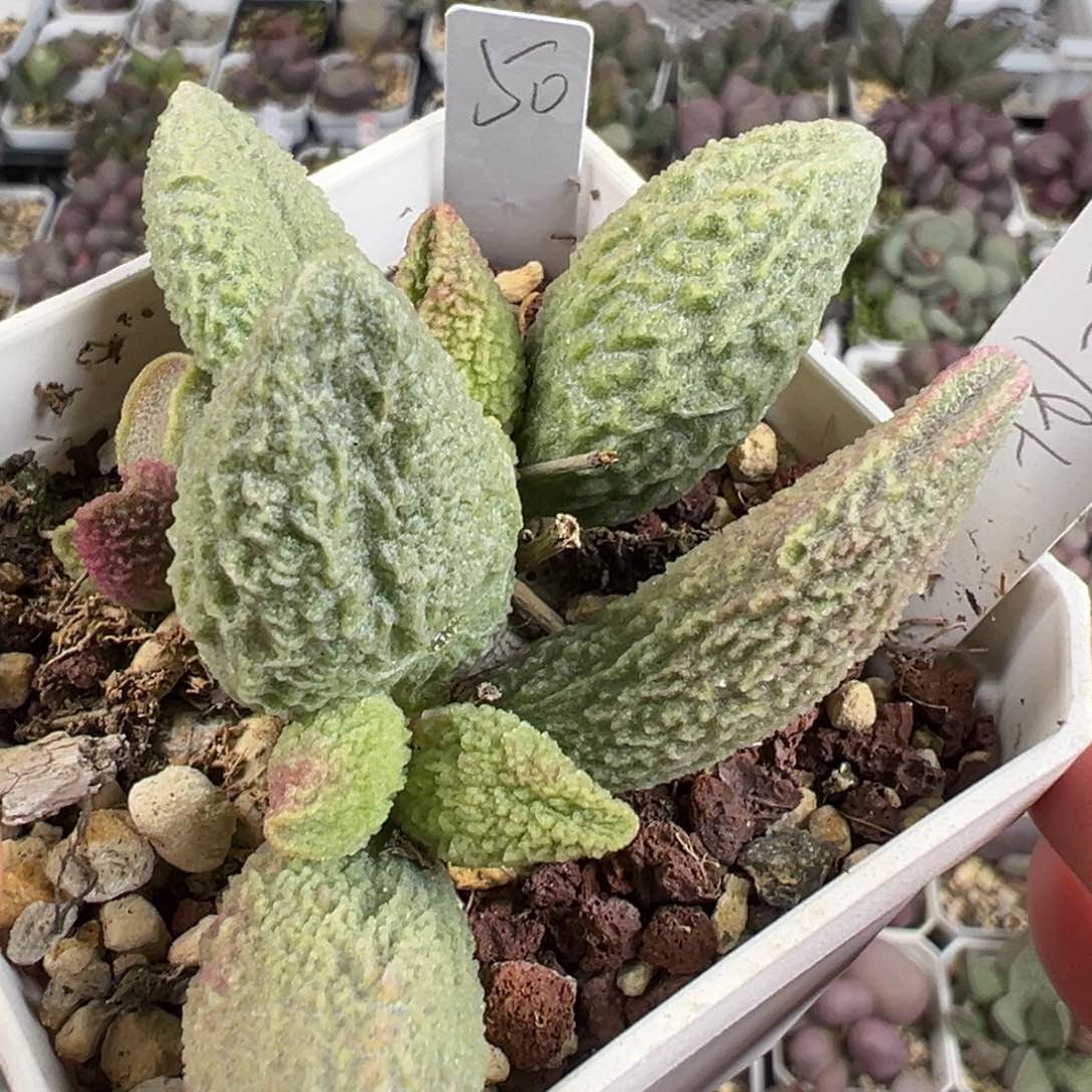 实生多头纯木质桩多肉植物