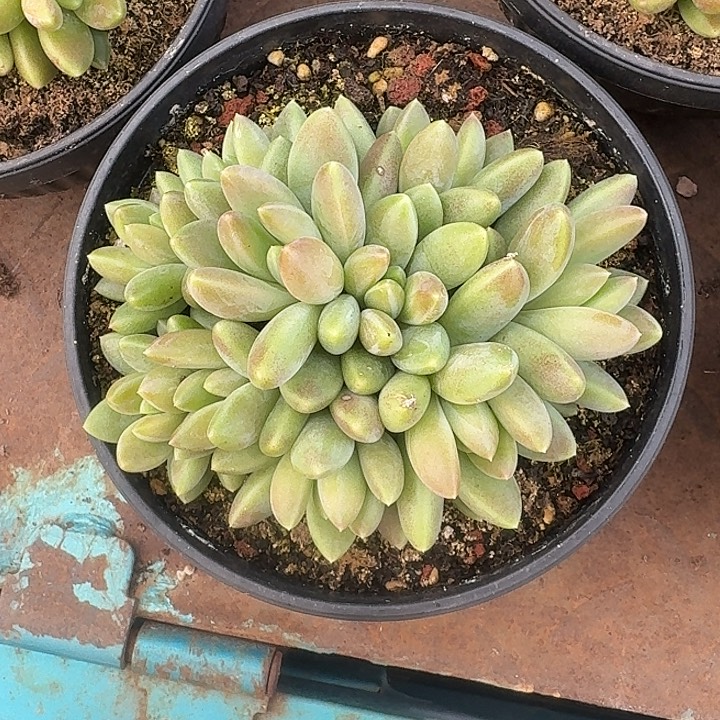 橙色奇迹多头粗腿自然群叶插