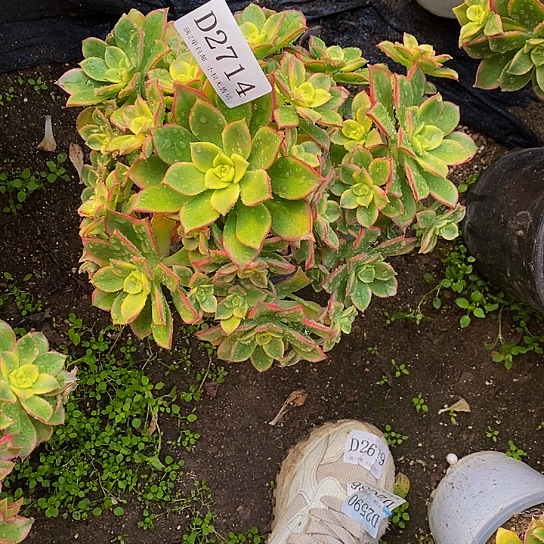 2714艳日辉多肉发货叶片有黑斑