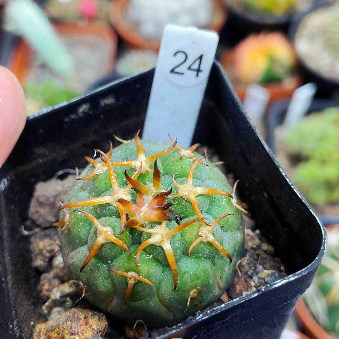 猫爪实生非偏远地区满25包邮仙人球