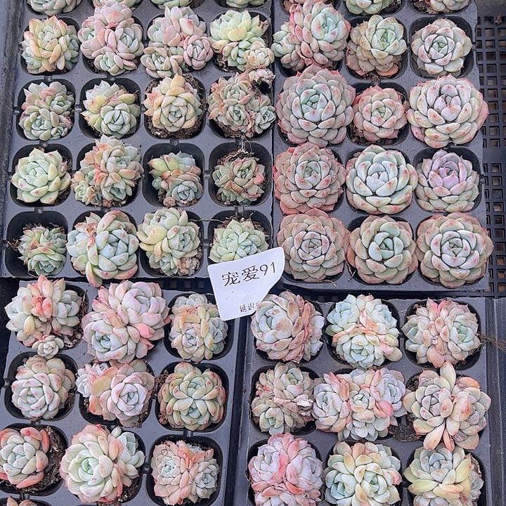 直播福利一物一拍91