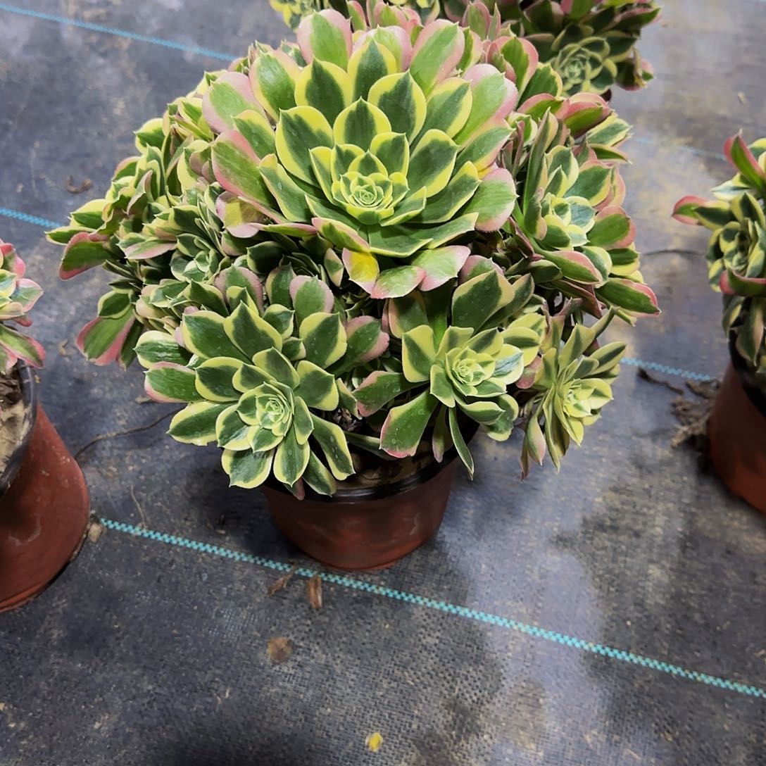 多肉植物白凤老庄，