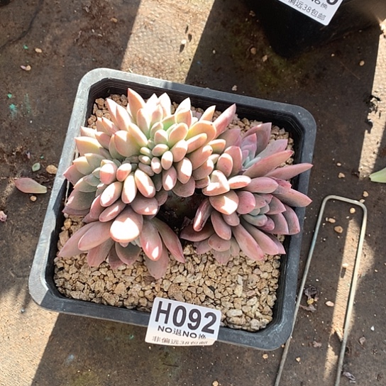 花***夏奥普琳娜缀化092 退款拉黑全场亏本处理7-8天发货