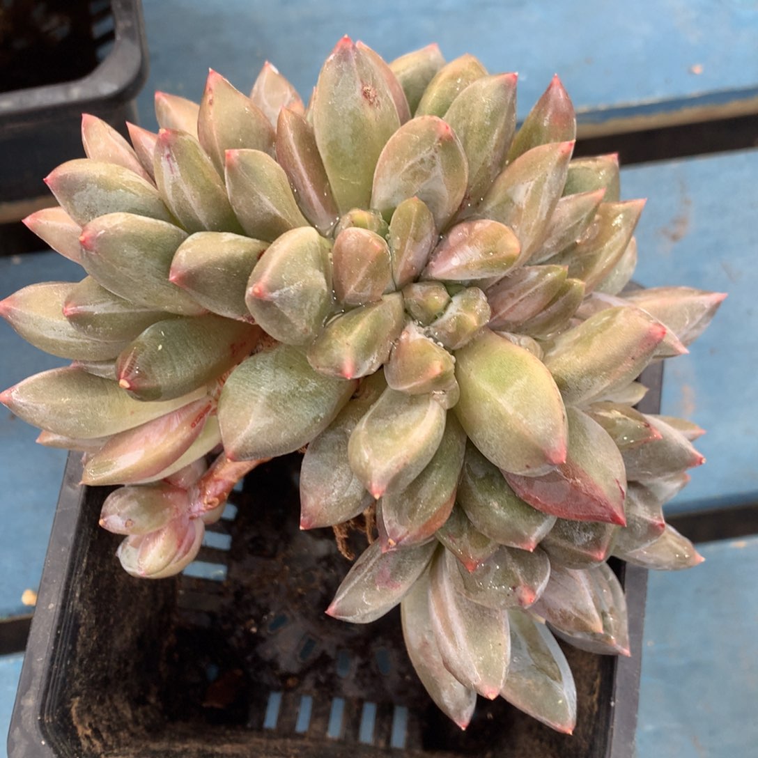 重楼缀化一物一拍