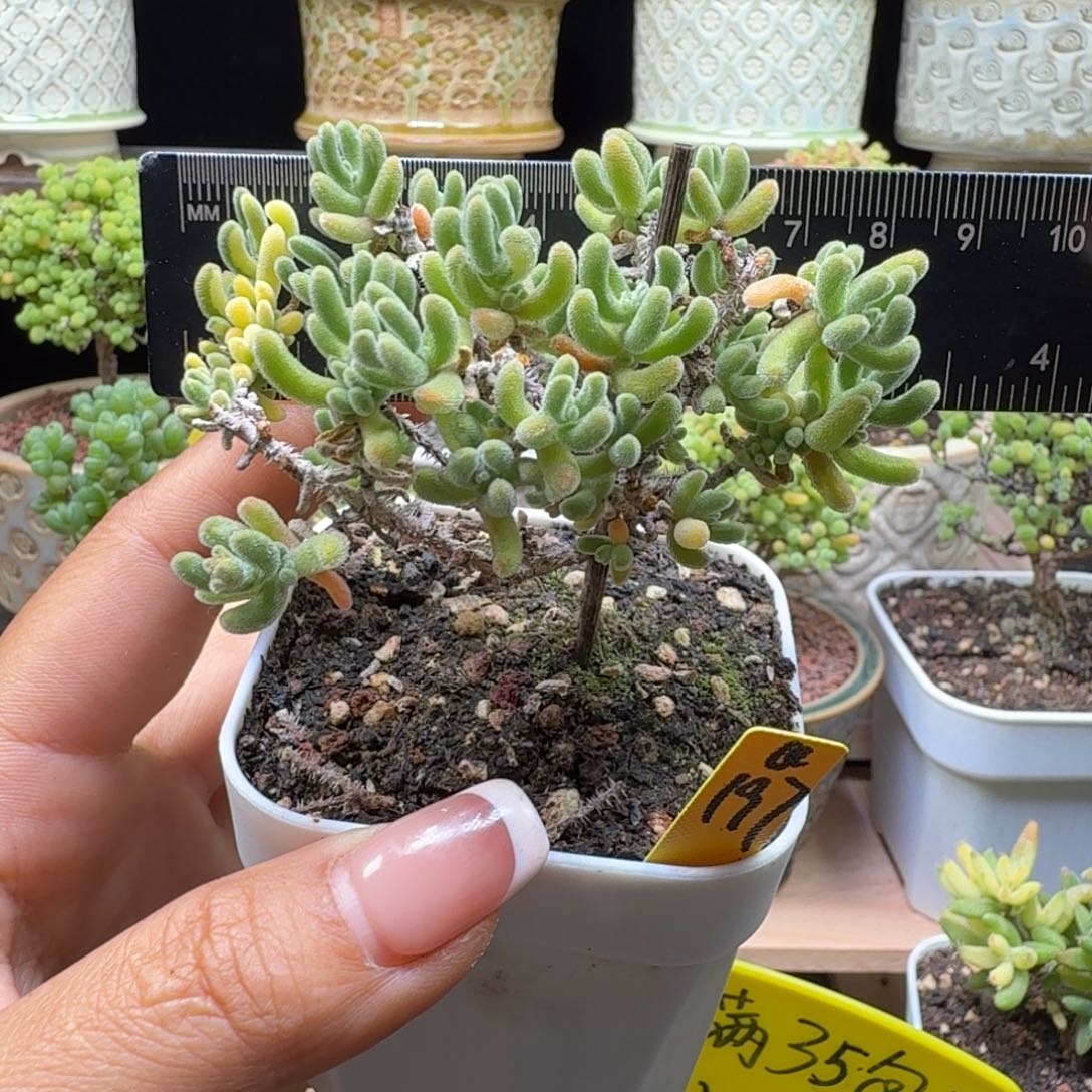 a197号钻石锦冠服8厘米左右